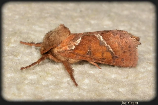 Triodia sylvina - kis gyökérrágólepke