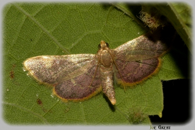 Hypsopygia costalis - szénailonca