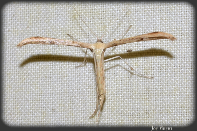 Pterophoridae - tollasmolyfélék