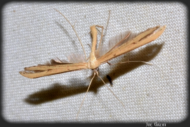 Pterophoridae - tollasmolyfélék
