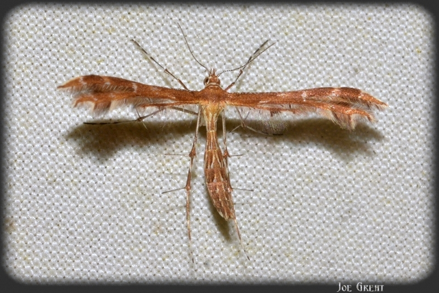 Pterophoridae - tollasmolyfélék