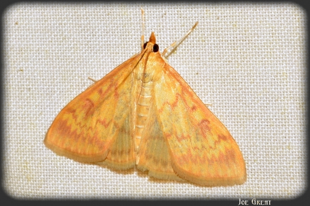 Ostrinia nubilalis - kukoricamoly