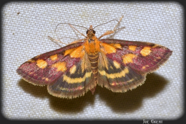 Pyrausta purpuralis - közönséges bíbormoly