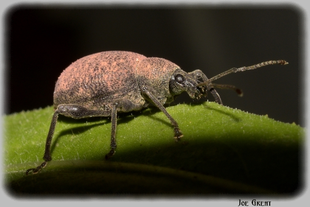 Coleoptera - Bogarak