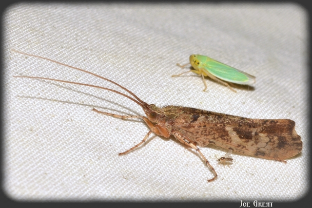Trichoptera - Tegzesek