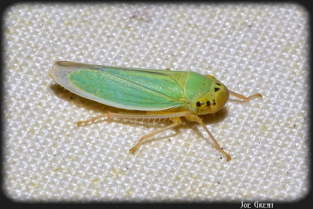 Cicadella viridis - méregzöld kabóca