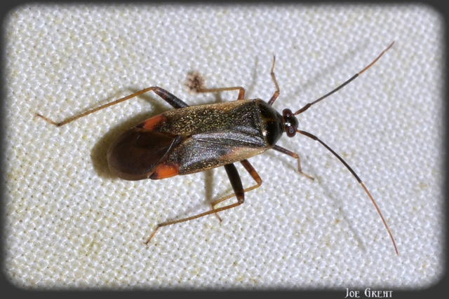 Adelphocoris seticornis - szegélyes mezeipoloska