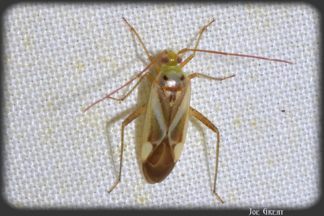 Adelphocoris lineolatus - lucernapoloska