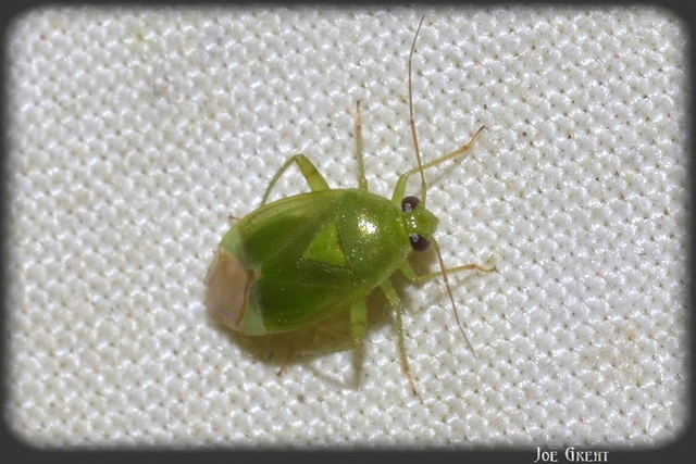 Heteroptera - Poloskák