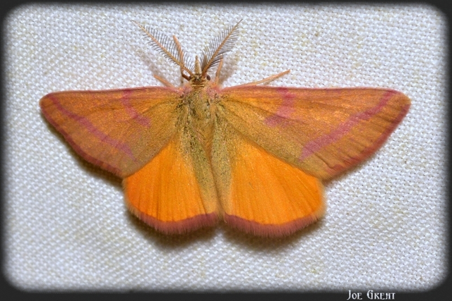 Lythria purpuraria - bíborsávos araszoló
