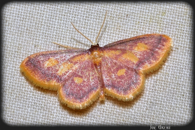 Idaea muricata - mocsári pirosaraszoló