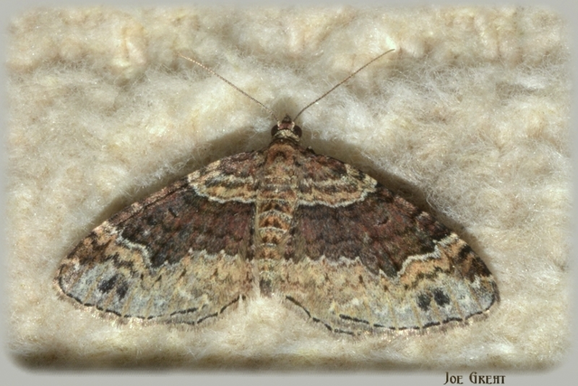 Xanthorhoe ferrugata - kerti tarkaaraszoló