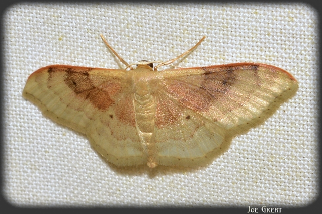 Idaea degeneraria - barnasávos araszoló