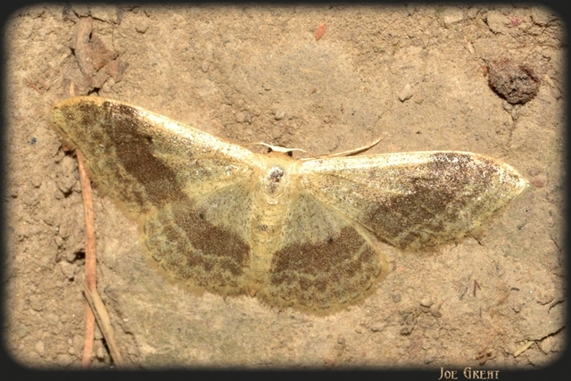 Idaea aversata - nagy sávosaraszoló