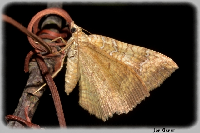 Camptogramma bilineata - kétvonalas sávosaraszoló