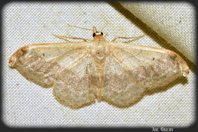 Idaea aversata - nagy sávosaraszoló