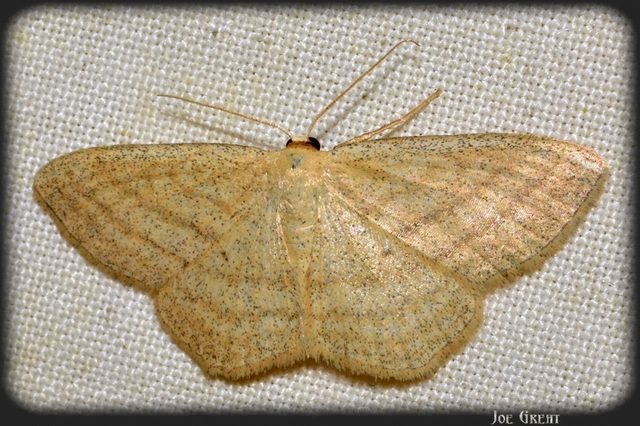Scopula virgulata - vesszős sávosaraszoló