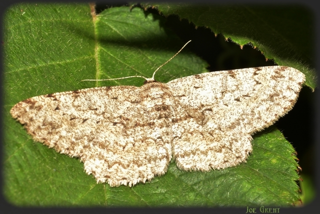 Hypomecis punctinalis - pettyes faaraszoló