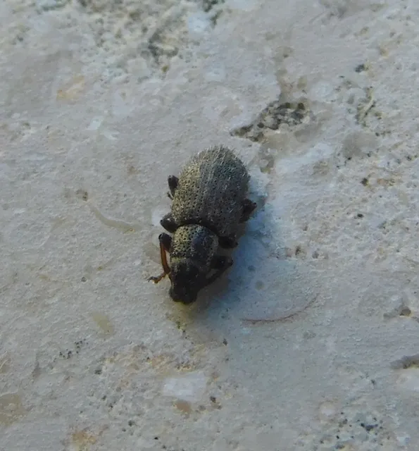 Sitona hispidulus - szőrös csipkézőbogár