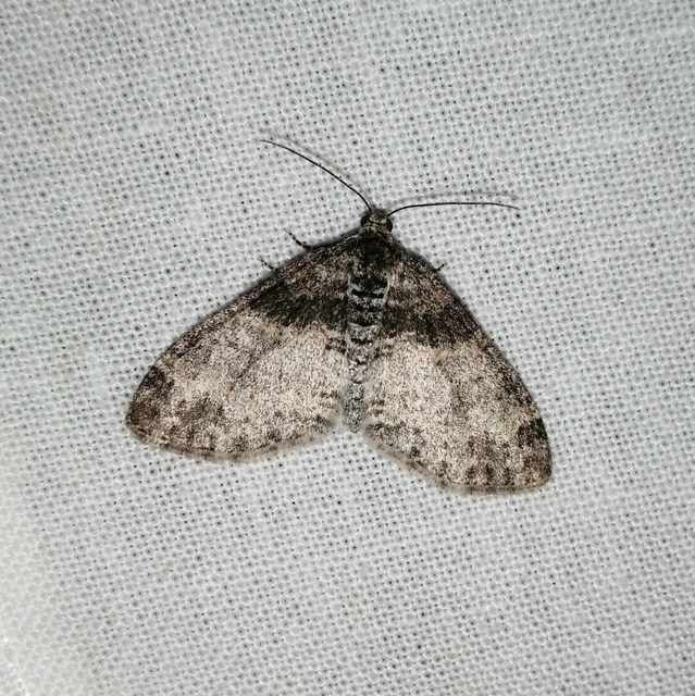 Lobophora halterata - szárnyfüggelékes araszoló