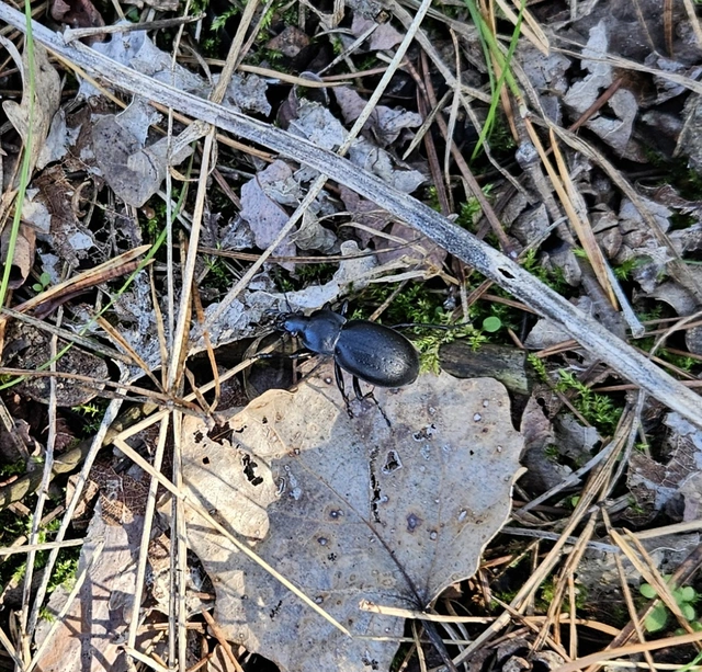 Carabus hungaricus - magyar futrinka