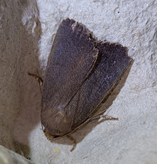 Amphipyra livida - zsírfényű bagoly