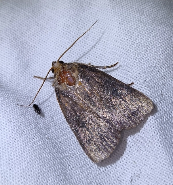 Amphipyra livida - zsírfényű bagoly