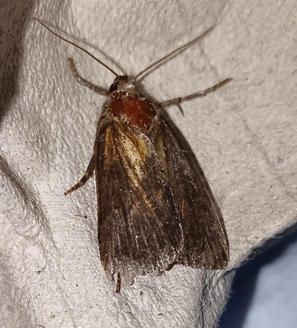 Amphipyra livida - zsírfényű bagoly