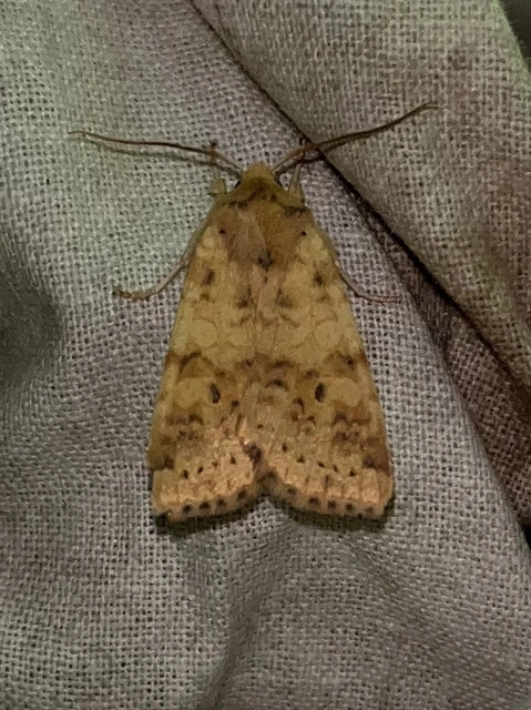 Cirrhia gilvago - foltos sárgabagoly
