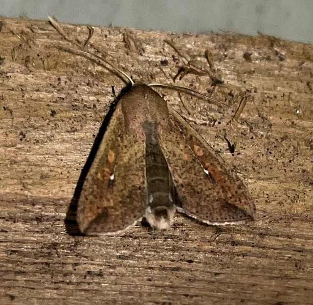 Mythimna unipuncta - hordabagoly