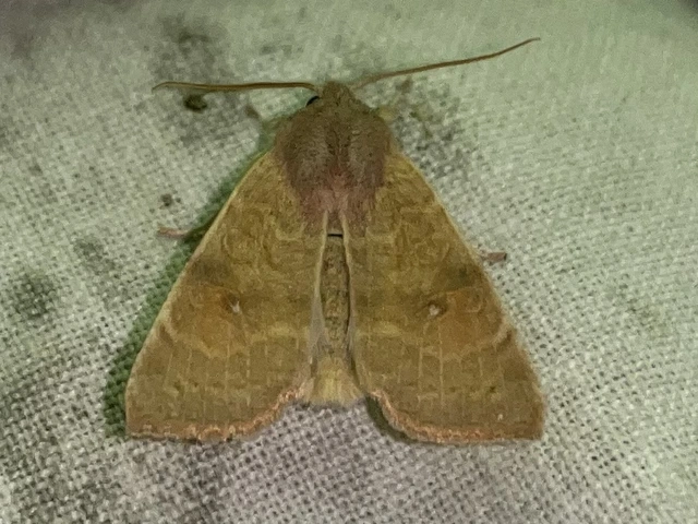 Cirrhia ocellaris - fakó sárgabagoly