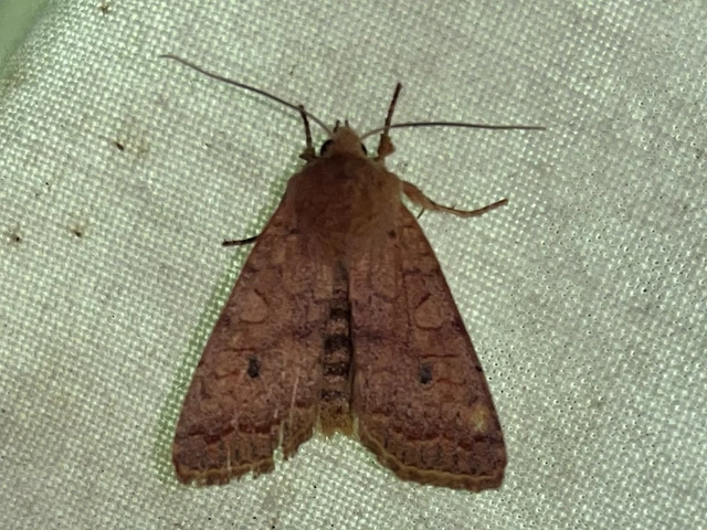 Sunira circellaris - okkersárga őszibagoly