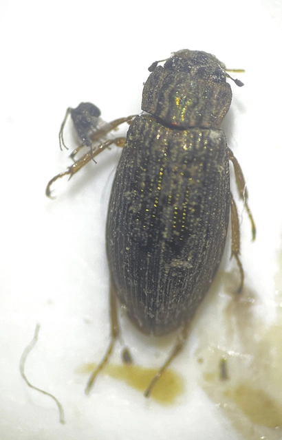 Helophorus Helophorus