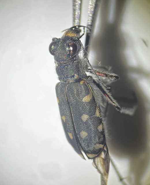 Calomera littoralis nemoralis - sziki homokfutrinka