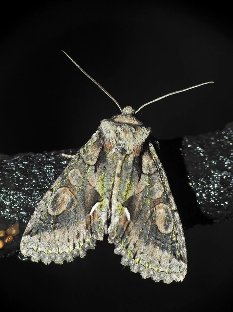 Allophyes oxyacanthae - galagonyabagoly