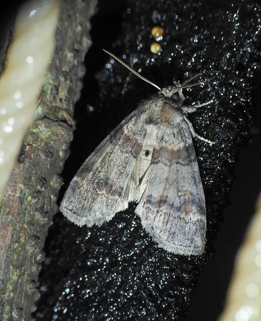 Cymatophorima diluta - őszi pihésszövő