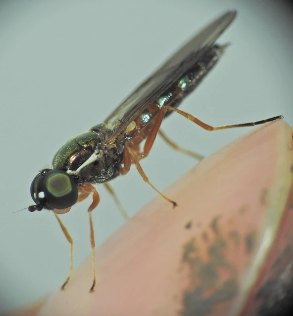 Sargus bipunctatus - kétpettyes fémeslégy