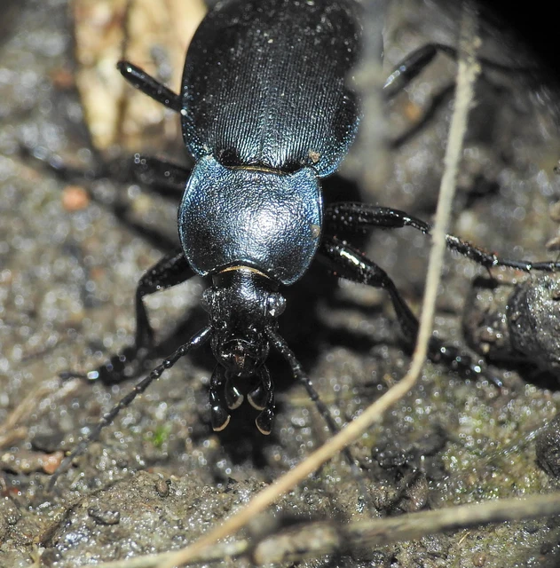 Carabus convexus - selymes futrinka