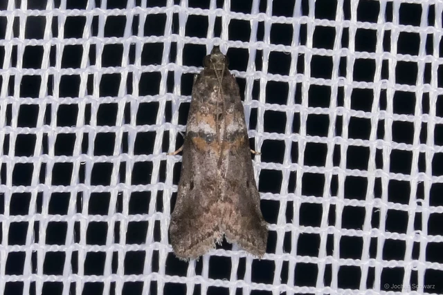 Acrobasis consociella - szalagos karcsúmoly