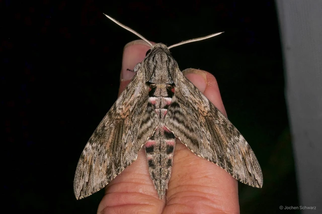 Agrius convolvuli - szulákszender