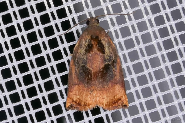 Archips podana - dudvarágó sodrómoly