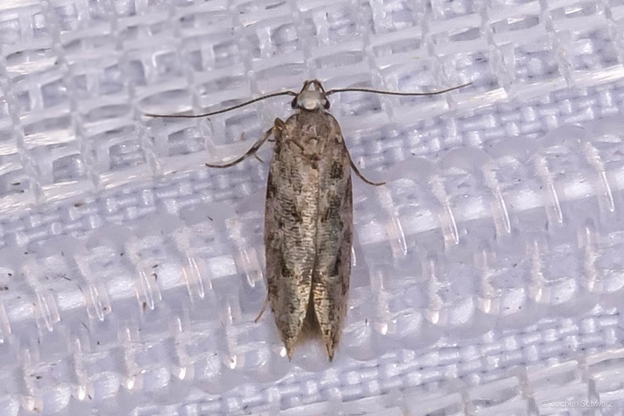Caryocolum kroesmanniella - csillaghúr-sarlósmoly