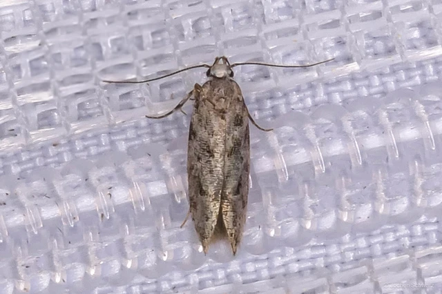 Caryocolum kroesmanniella - csillaghúr-sarlósmoly