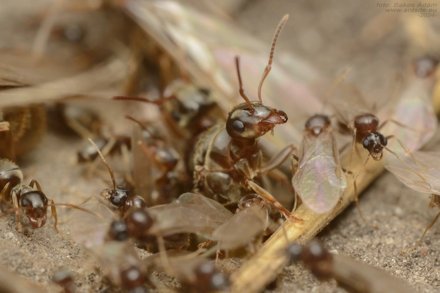 Lasius alienus - kövi feketehangya