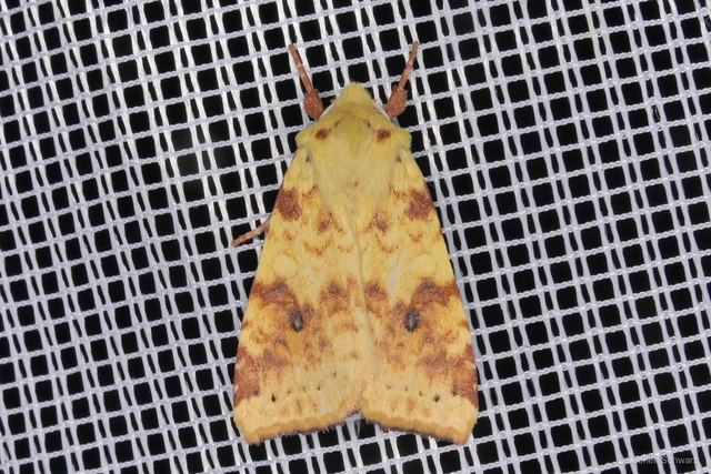 Cirrhia icteritia - nyárfa-sárgabagoly