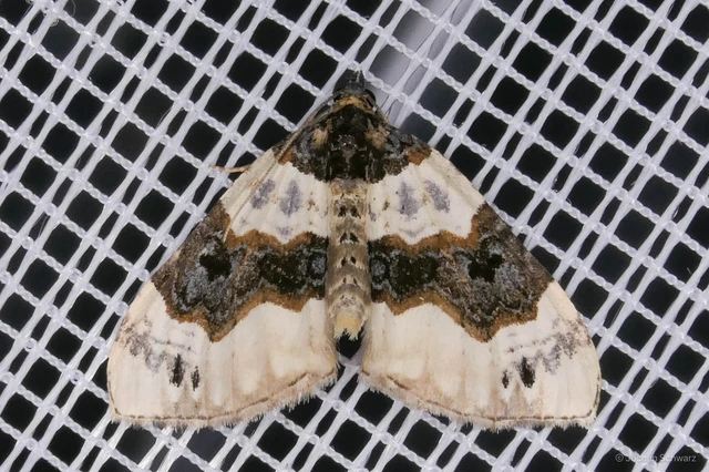 Cosmorhoe ocellata - szemes galajaraszoló