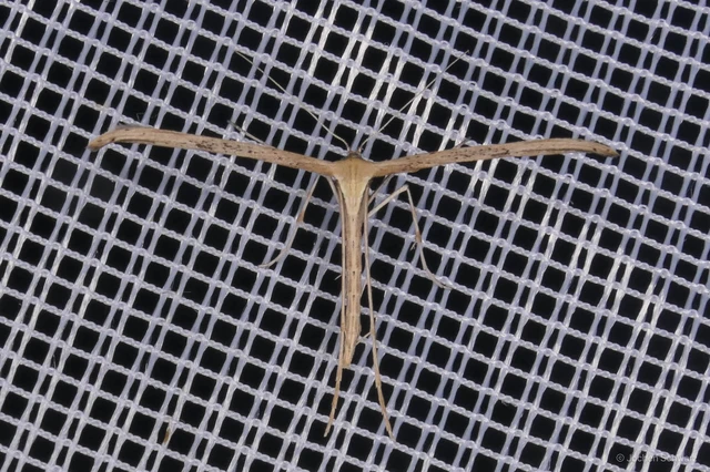 Emmelina monodactyla/argoteles