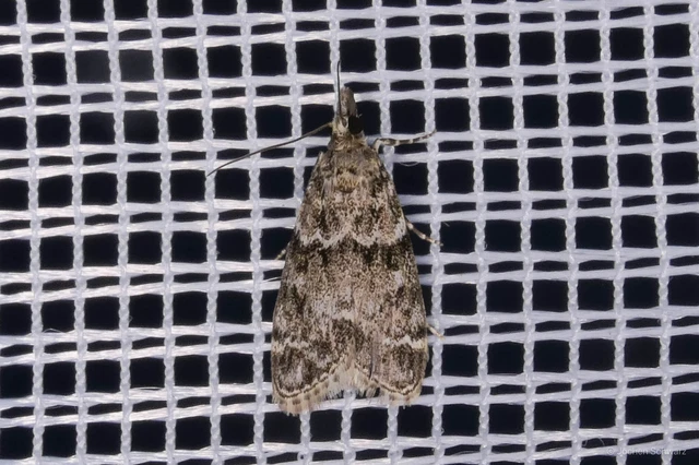 Eudonia mercurella - törpe zuzmóilonca