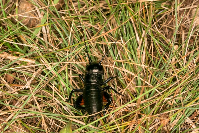 Gryllus campestris - mezei tücsök