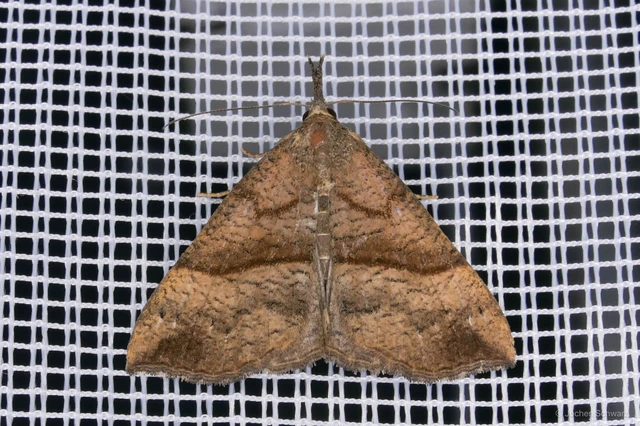 Hypena proboscidalis - ormányos karcsúbagoly
